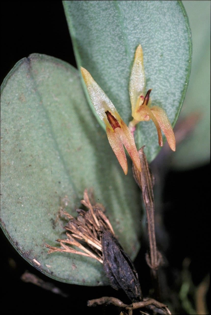 Trichosalpinx 5