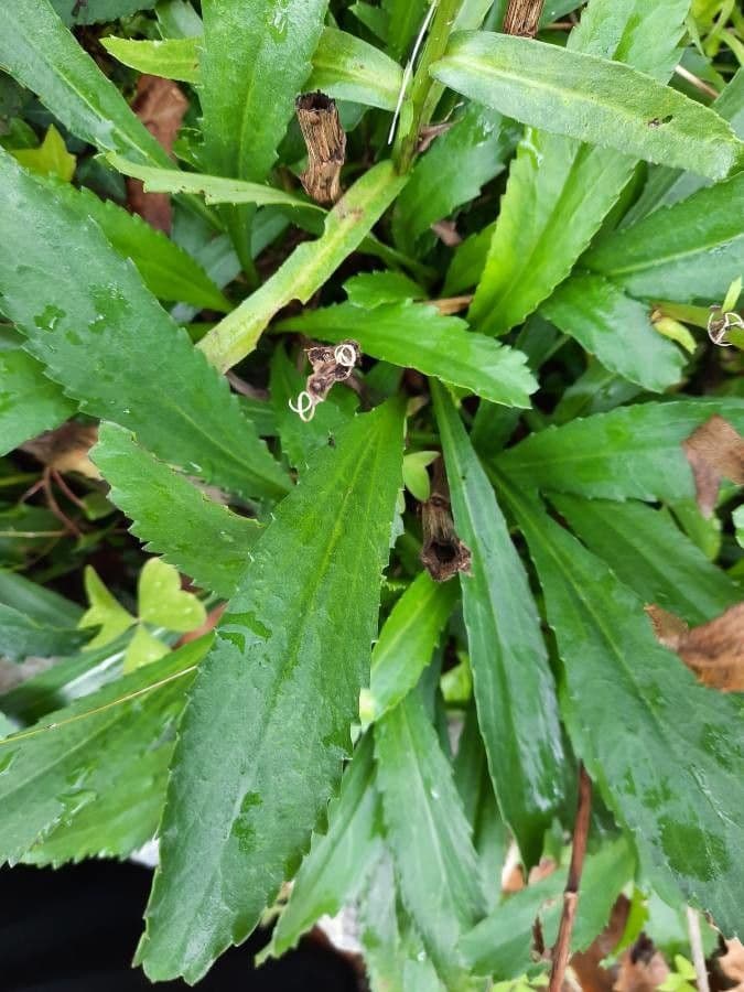 Schwarze Margerite 7