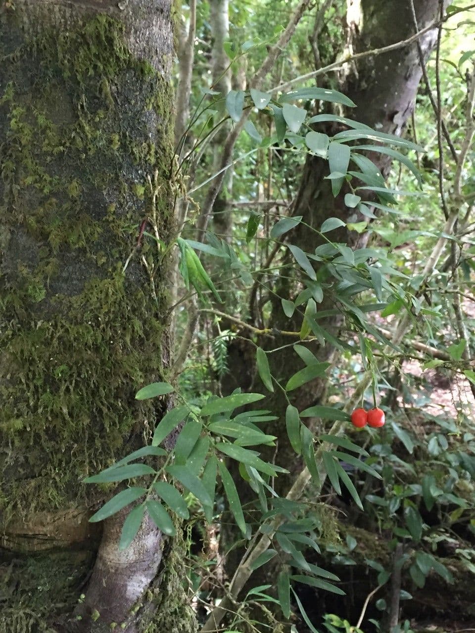 Luzuriaga 14