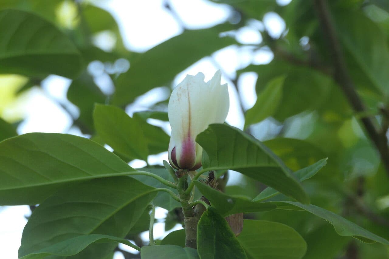 Magnolia cilindrica 4