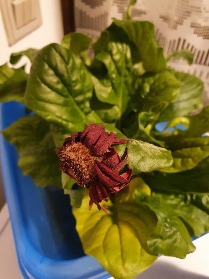 Callistephus chinensis 2