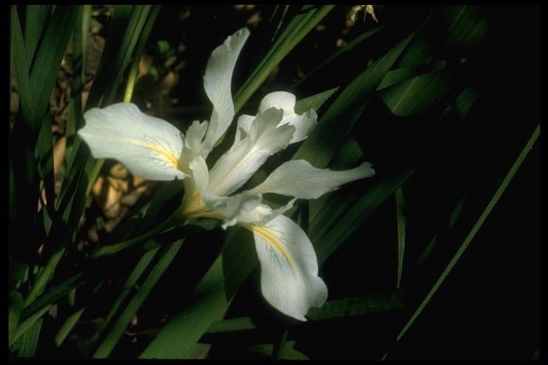 Iris 7