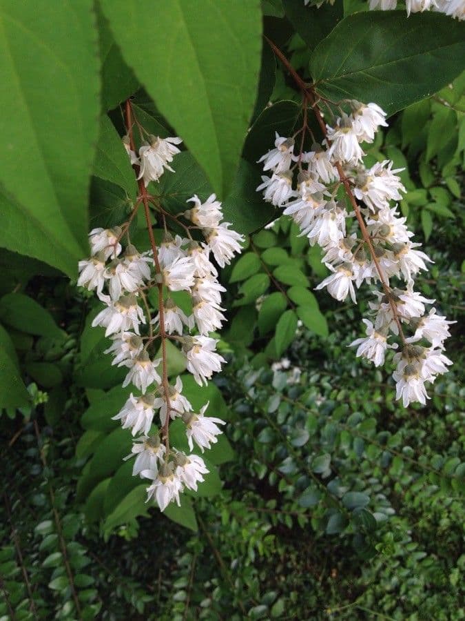 Deutzia scabra 9