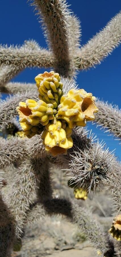 Cholla orsacchiotto 5