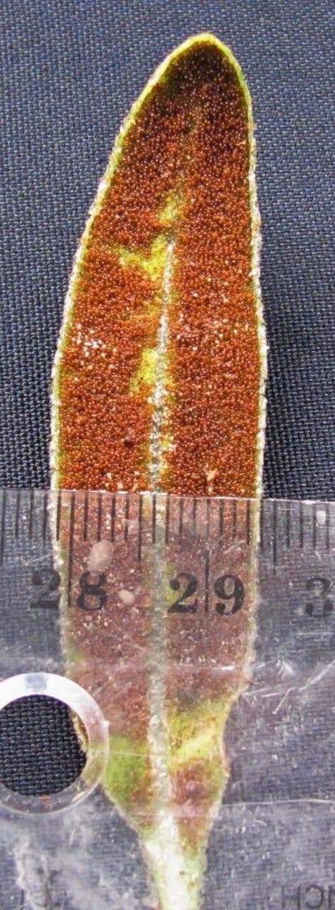 Elaphoglossum 2