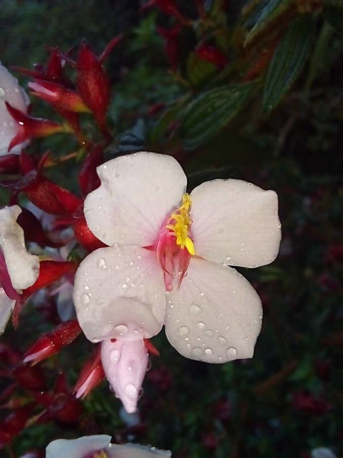 Monochaetum floribundum 5