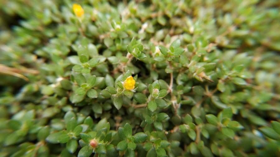 Portulaca