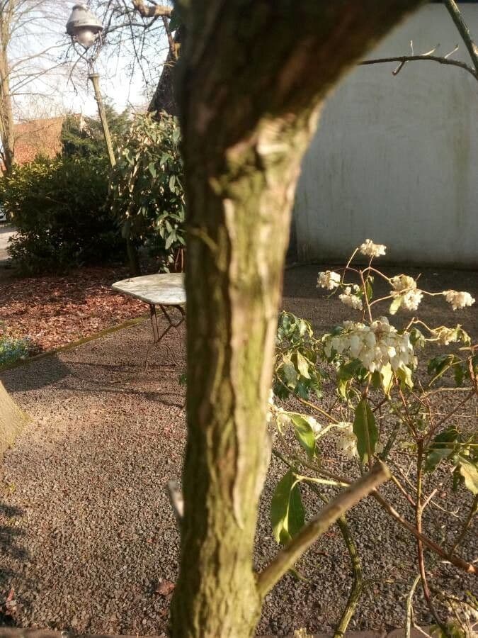 Pieris giapponese 24
