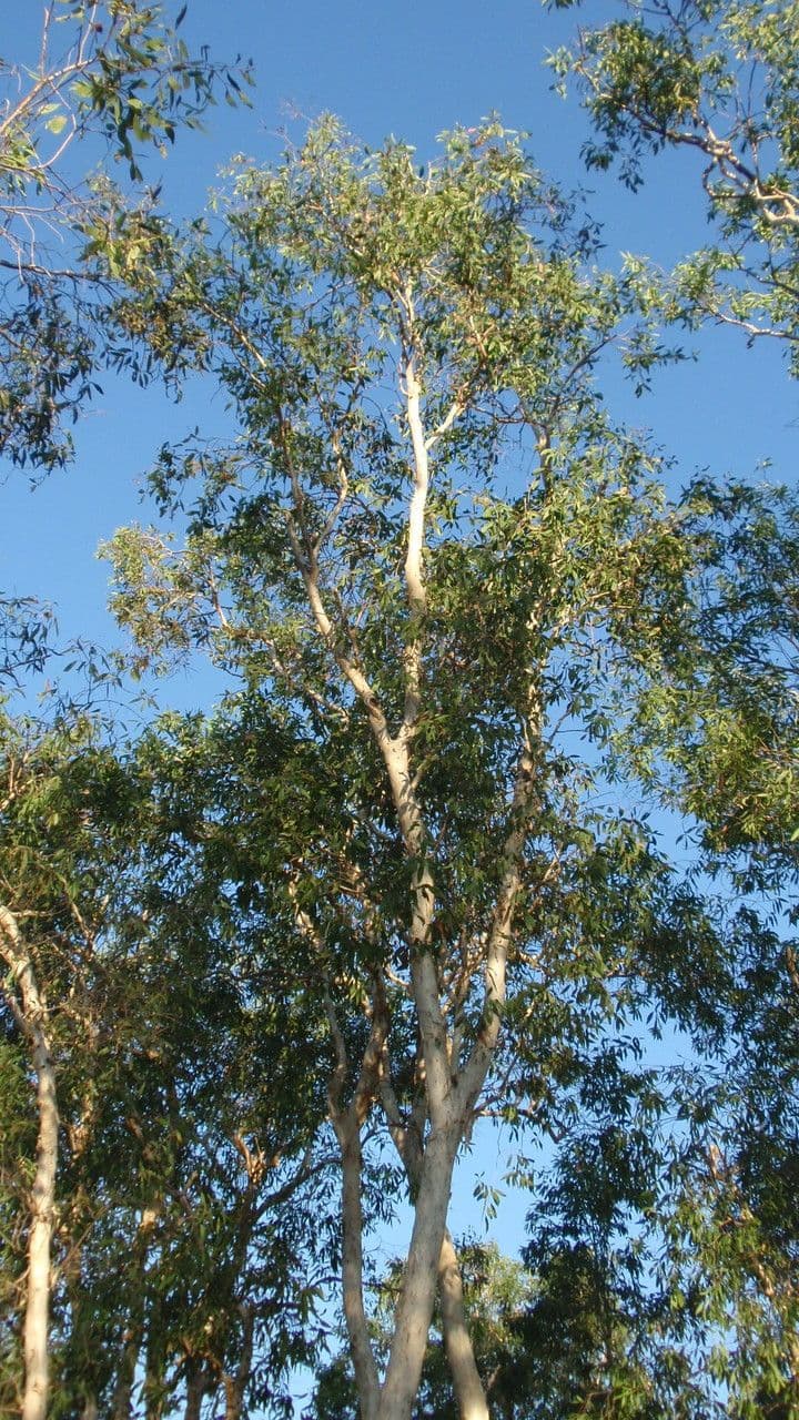 Melaleuca bianca 7