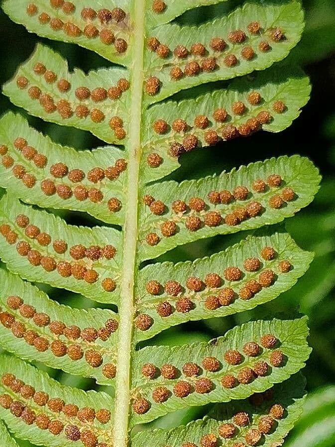 Sphaeropteris 2
