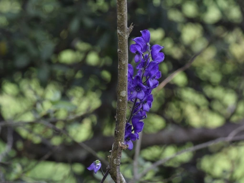 Aconito napello 24