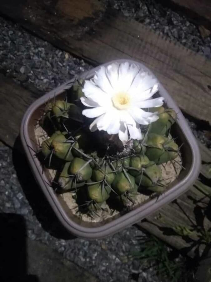 Thelocactus hexaedrophorus