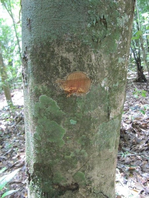 Xylopia nitida 9