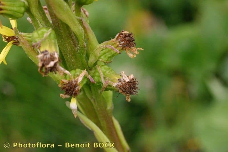 Sibirisches Greiskraut 3