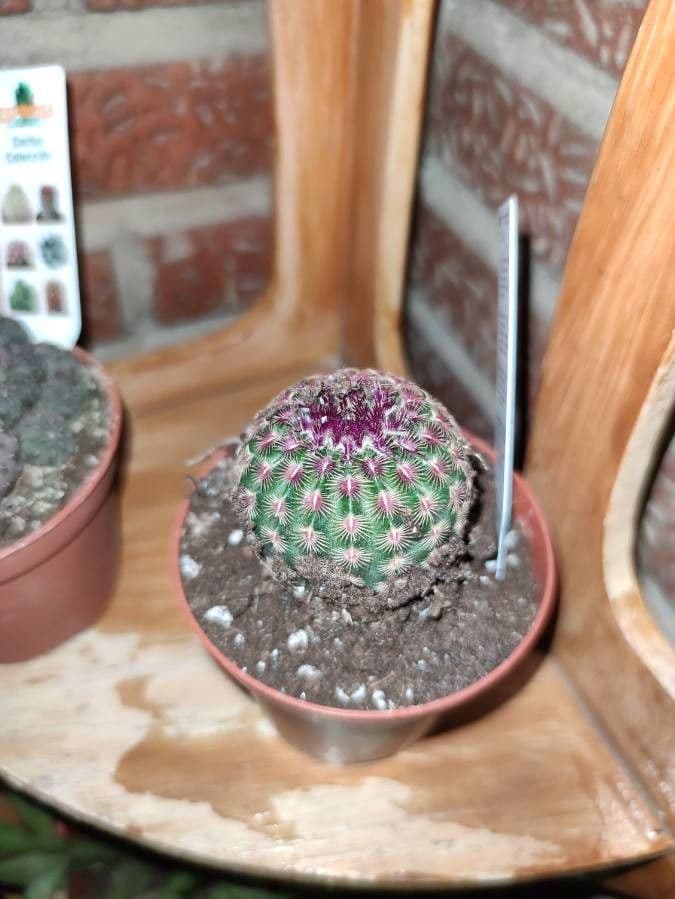 Cactus pettine 16