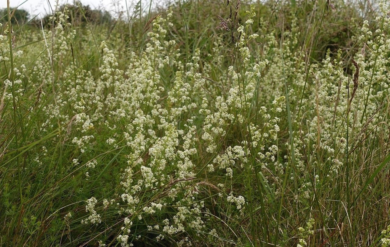Caglio bianco 14