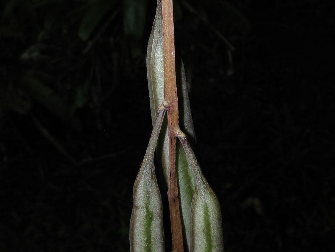 Gongora 22