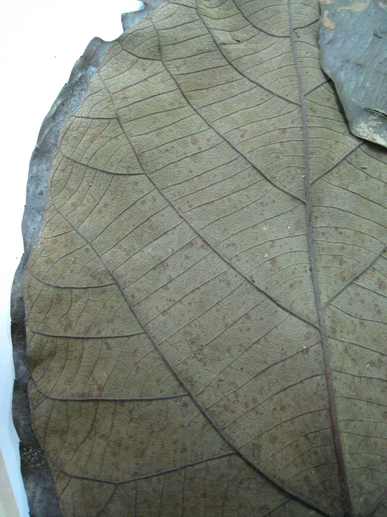 Conceveiba 4