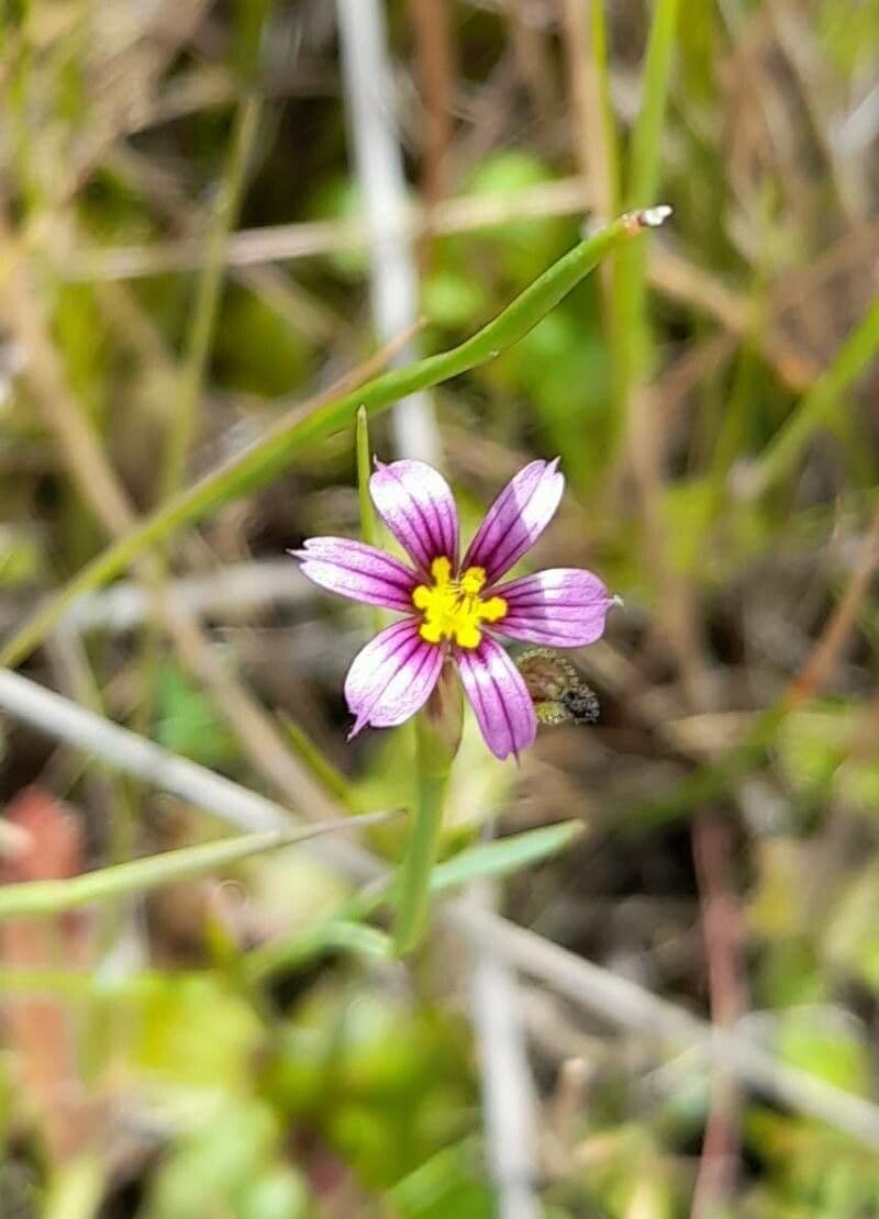 Kleinblütiges Igel-Schwertlilie