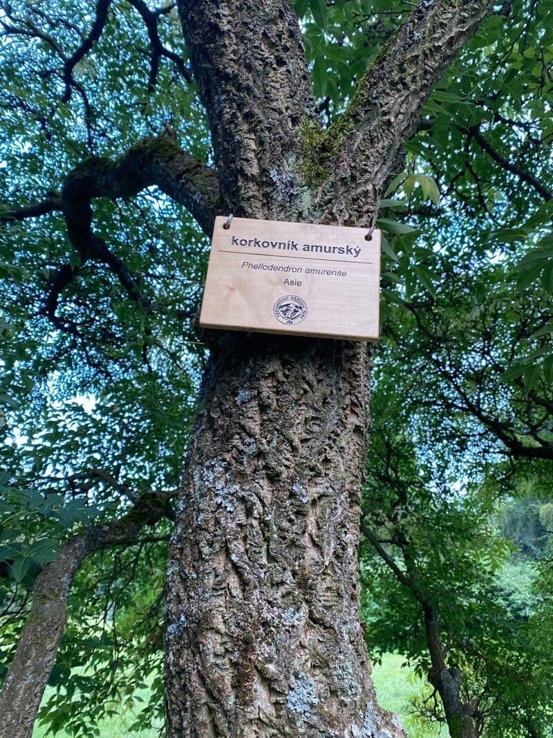 Phellodendron amurense 25