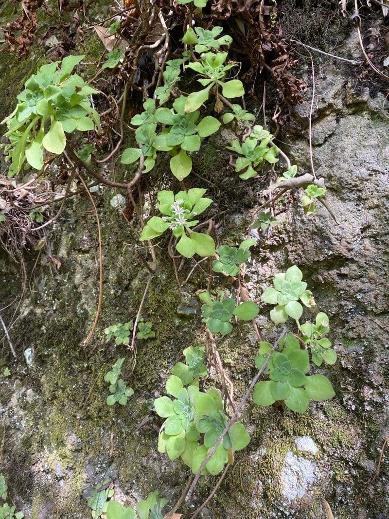 Aeonium 7