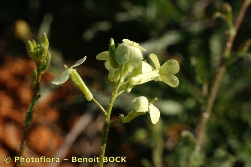 Sisymbrium 6
