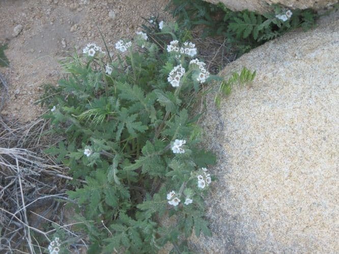 Phacelia cicutaria 10