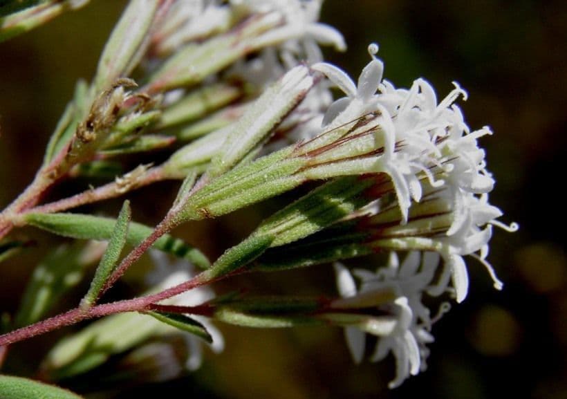 Stevia viscosa 3