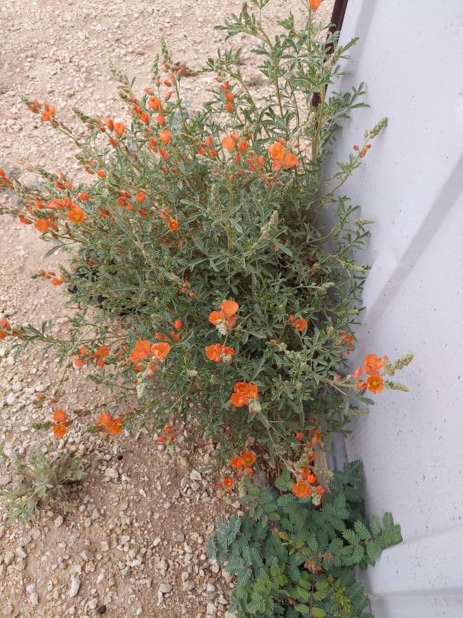 Sphaeralcea