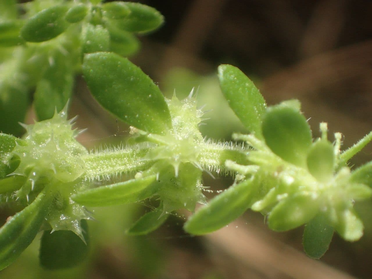 Valantia hispida 18