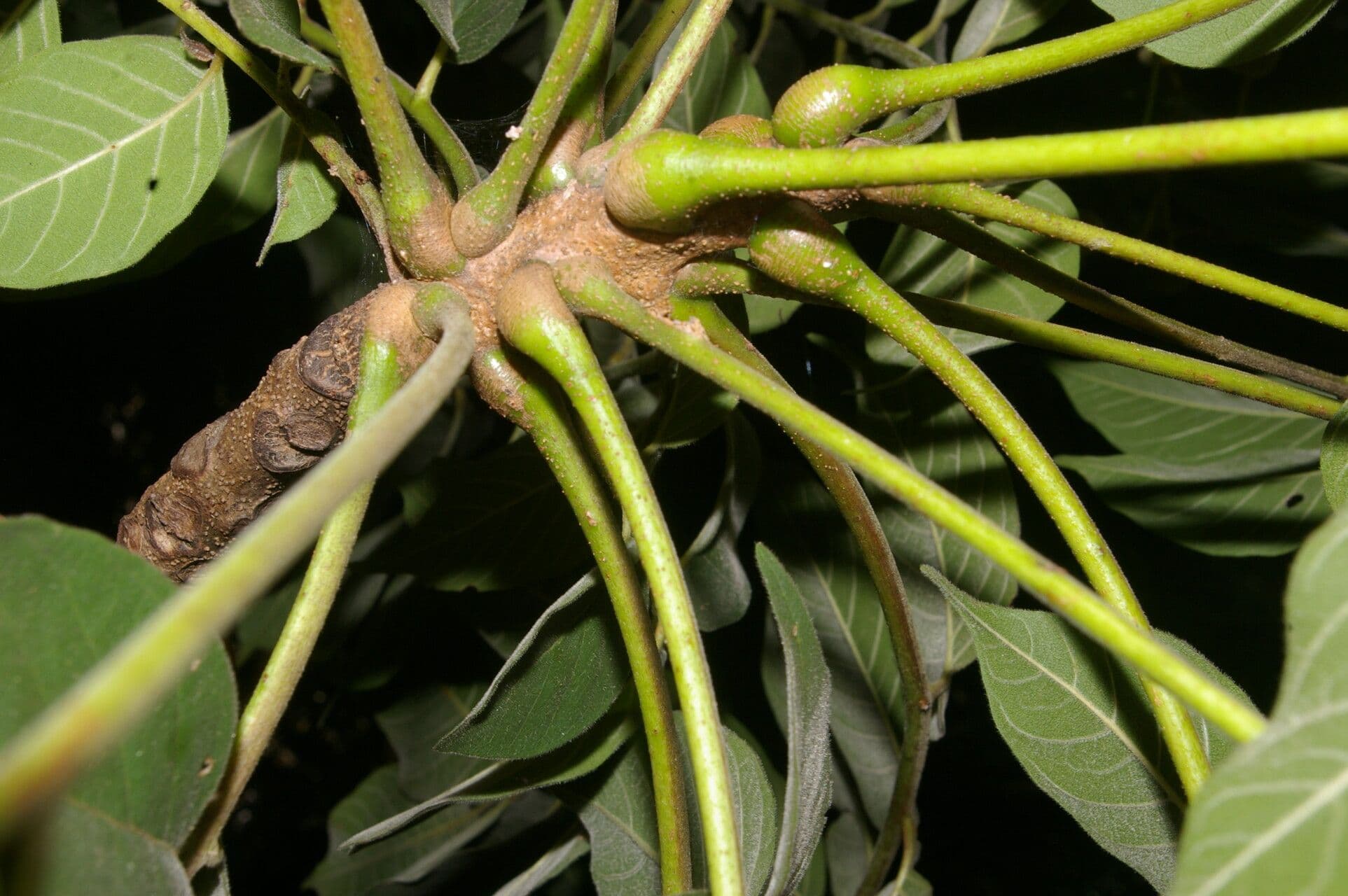 Trichilia americana 5