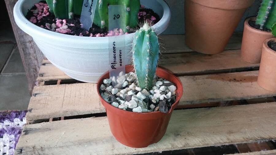 Pilosocereus pachycladus 9