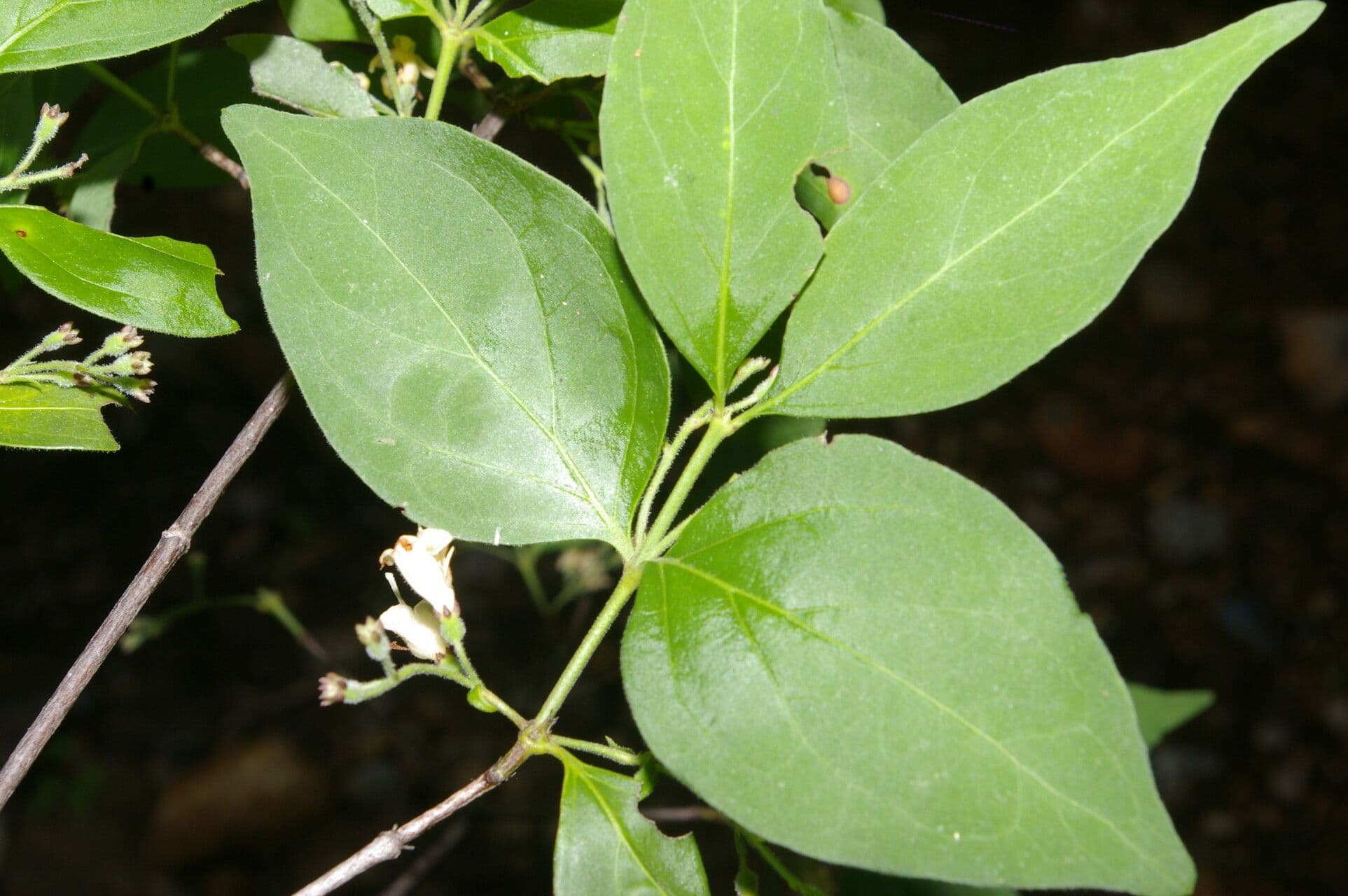 Chiococca 7