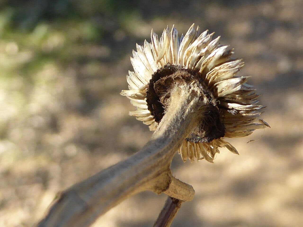 Asteroide spinoso 2