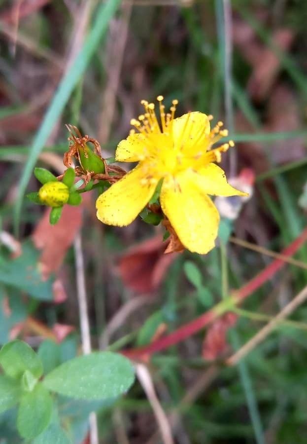 Millepertuis maculé 7