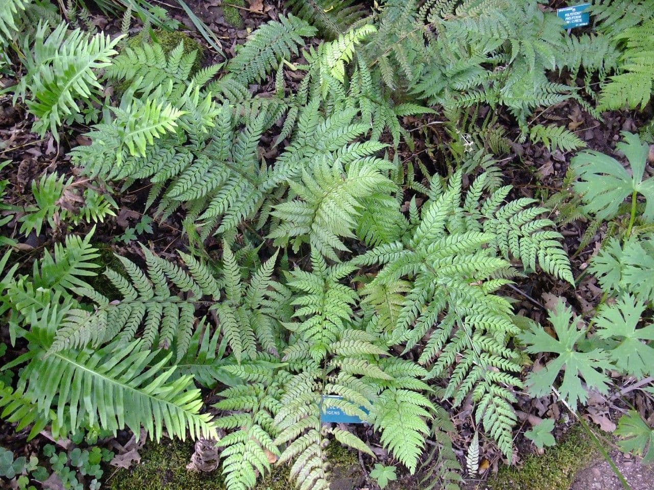 Polystichum 6