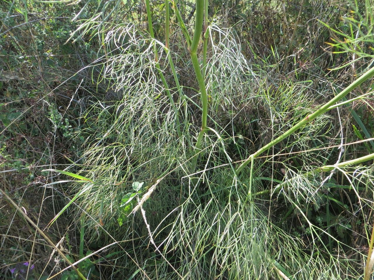 Peucedano 13