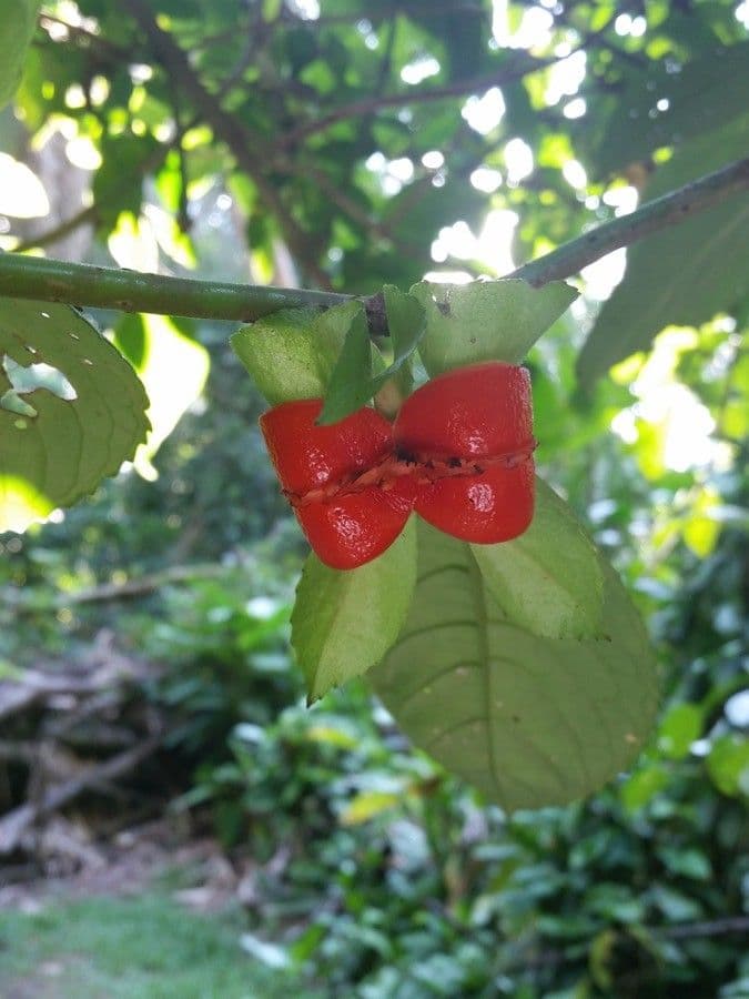 Drymonia seghettata 5