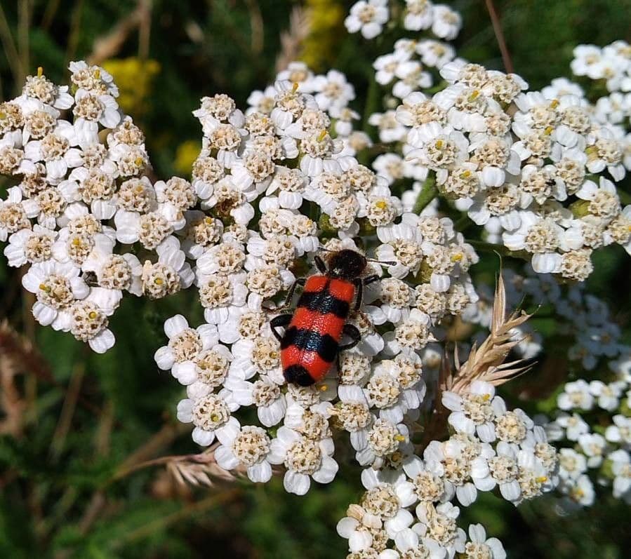 Achillée millefeuille 9