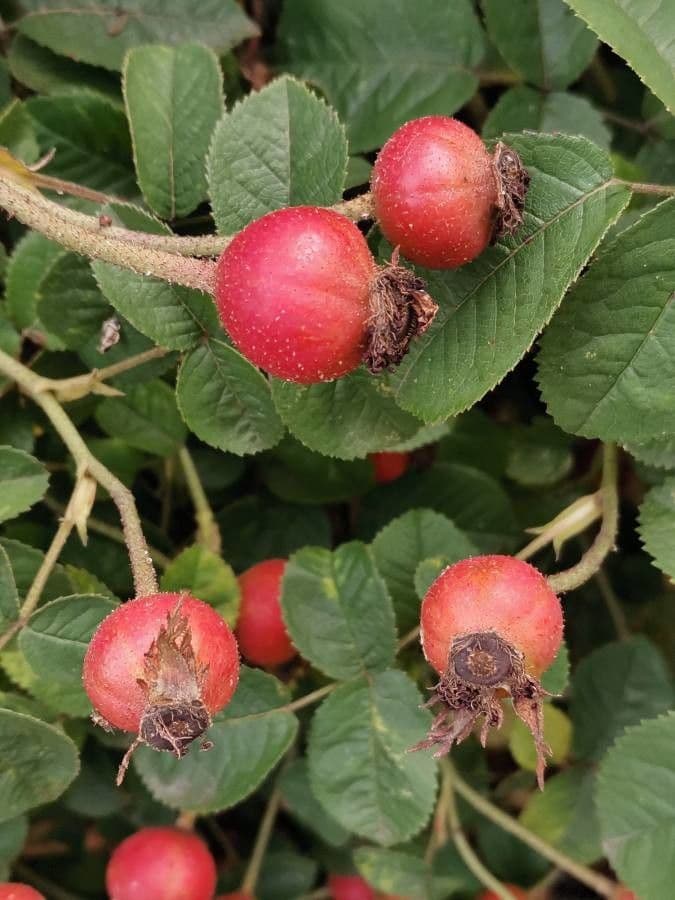 Moschus-Rose