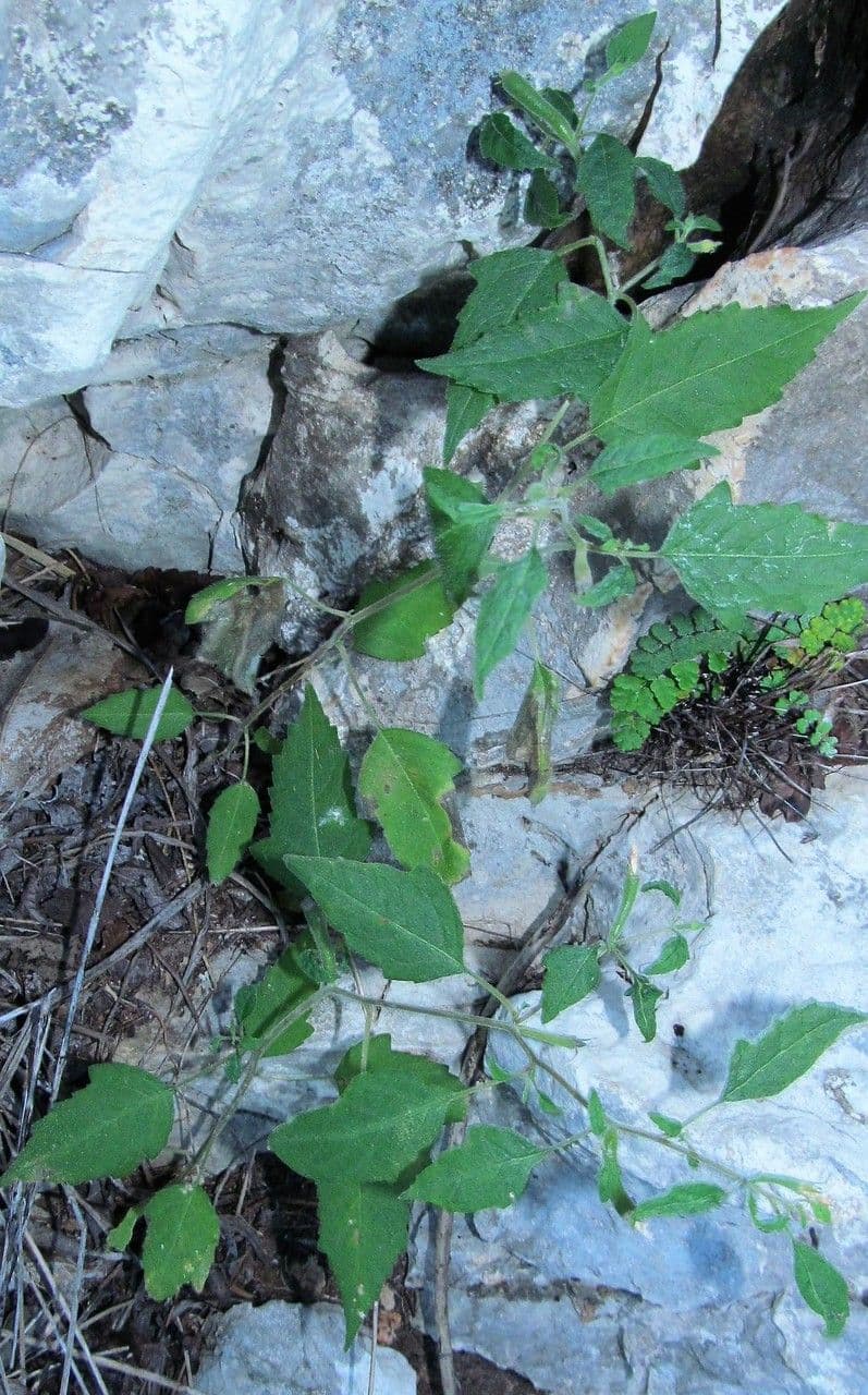 Mentzelia aspra 9