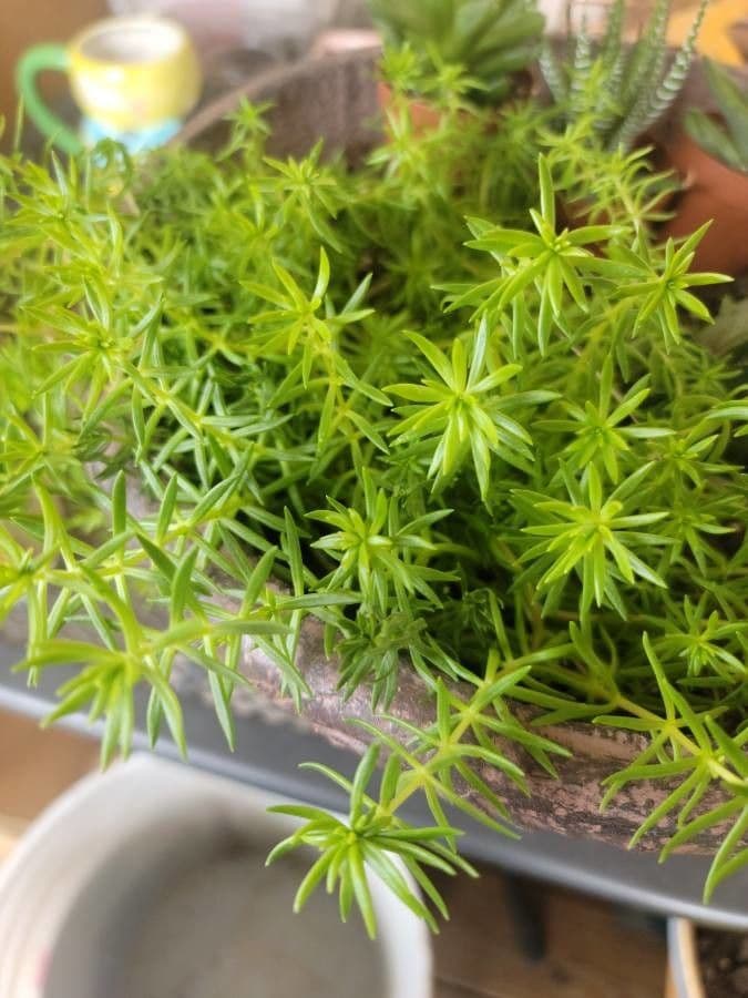 Sedum messicano 8