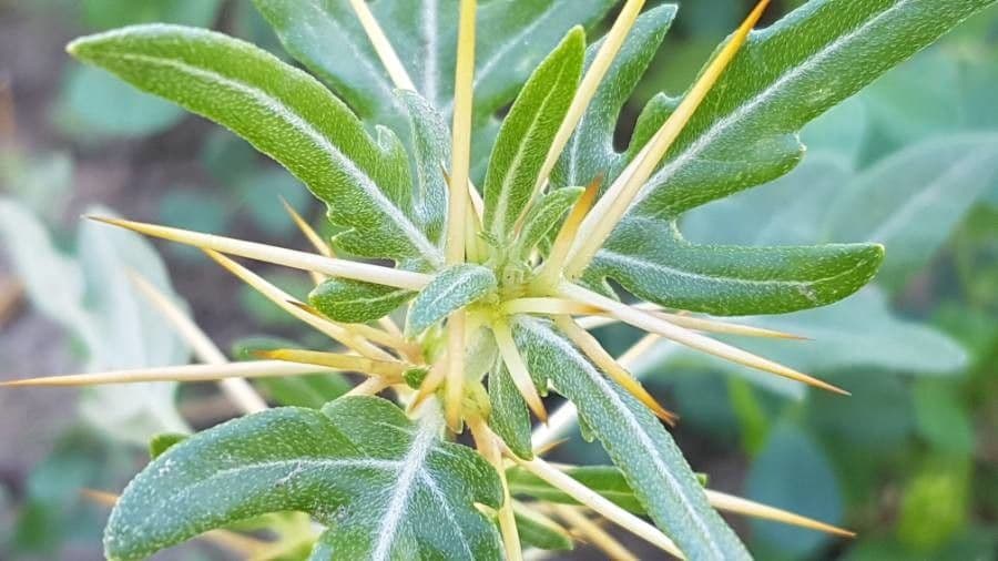 Lappola spinosa 26