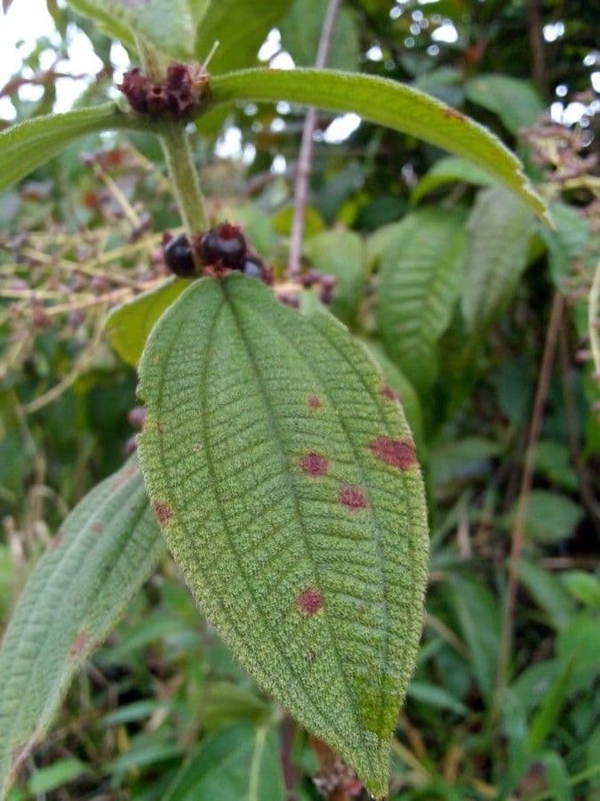 Miconia sericea 4