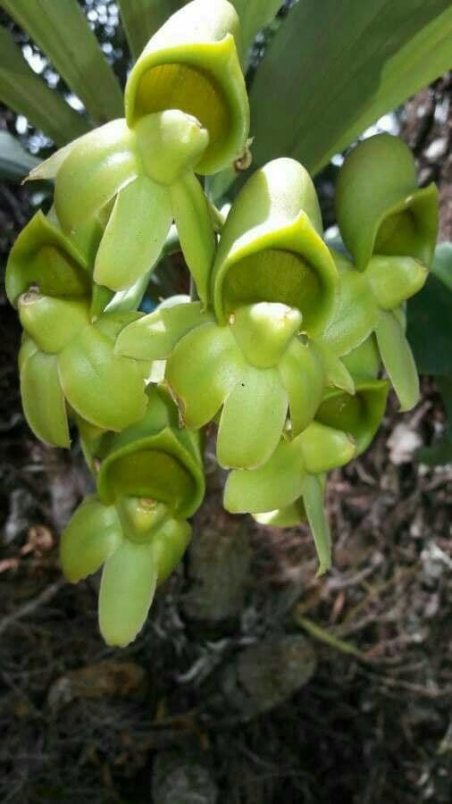 Epidendrum 5