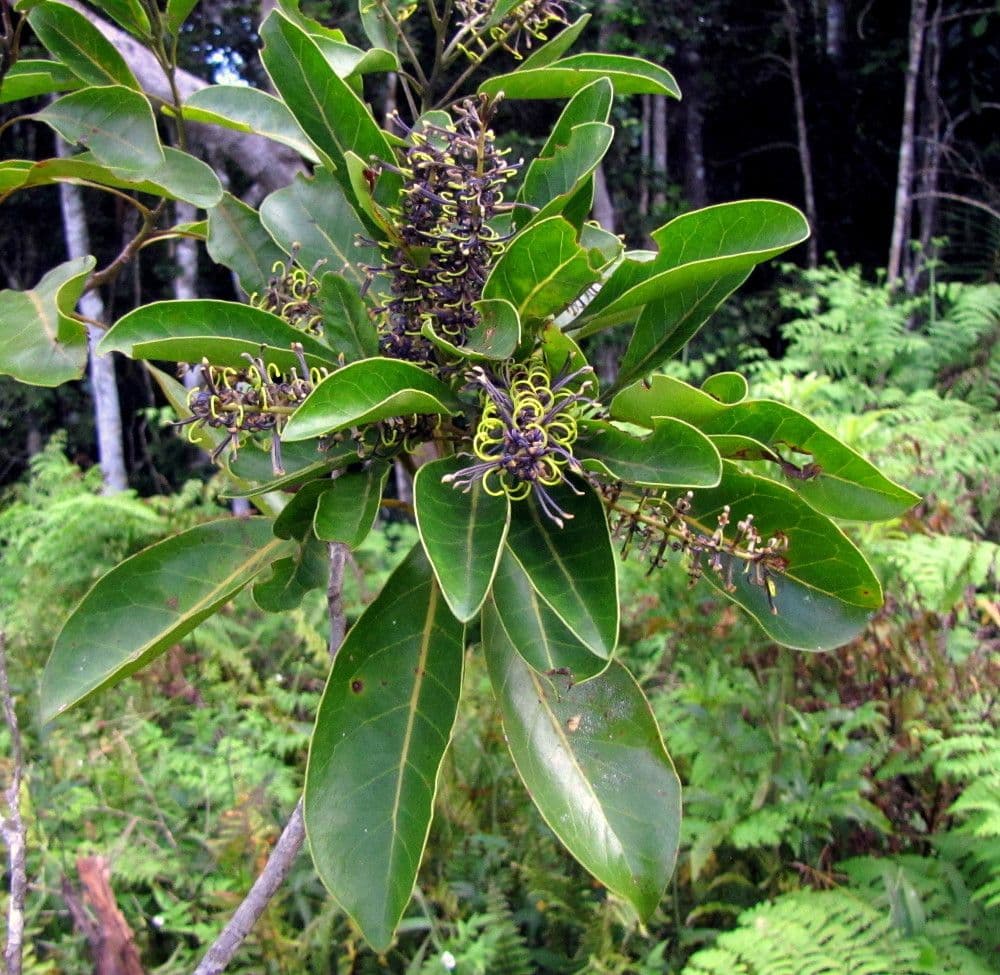 Sleumerodendron 12