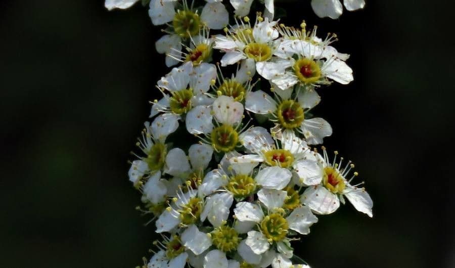 Spirea ipericifolia 3