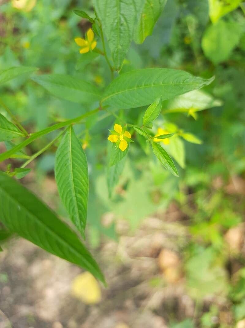 Ludwigia 2