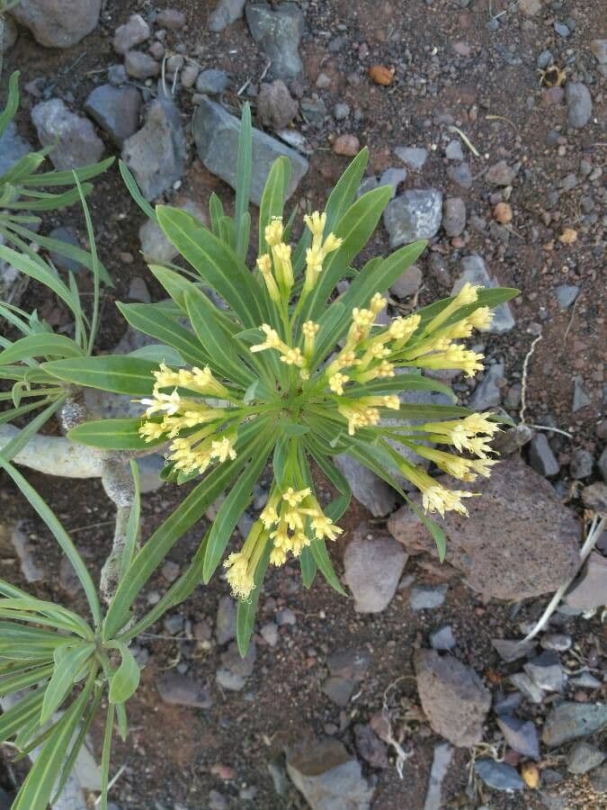Kleinia 7