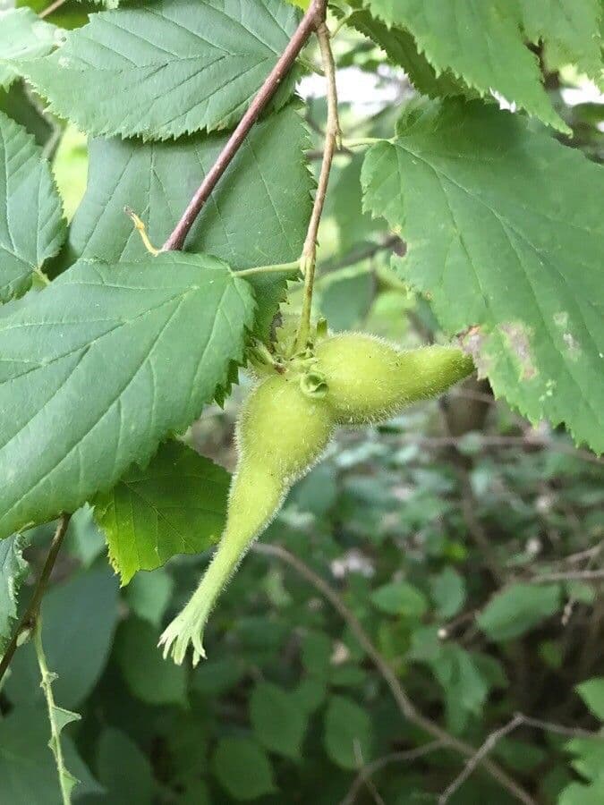 Nocciolo cornutato 9